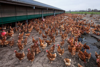 If present, measures can also be taken to combat worms in the free range area, such as removing manure and ploughing the outdoor area.