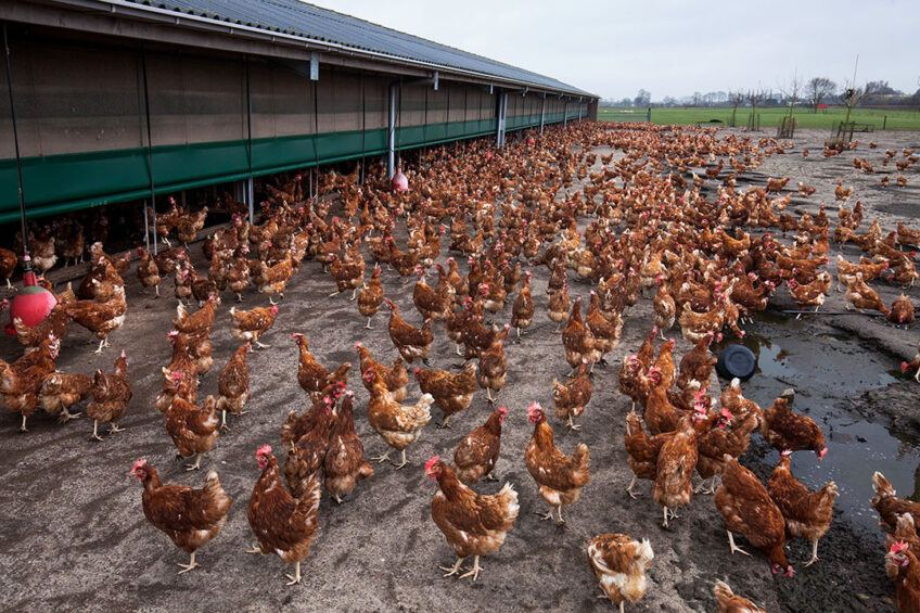 If present, measures can also be taken to combat worms in the free range area, such as removing manure and ploughing the outdoor area.