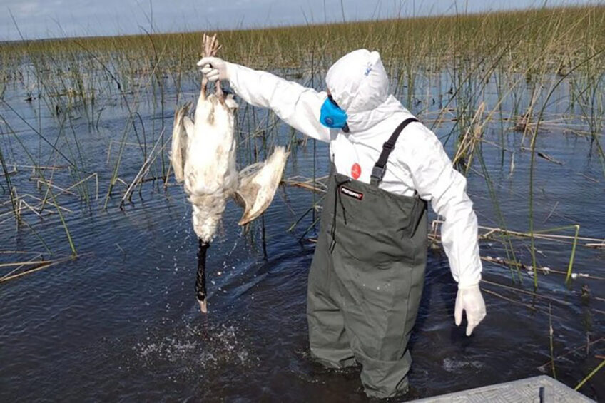 A wild bird confirmed to be infected with avian influenza at Rio Grande do Sul.