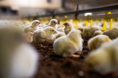 The inclusion of Milk Fat Globule Membrane in broiler diets had a positive effect on health and performance.
