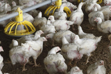A poultry feed additive based on phage technology could be authorised by the European Commission in the near future. Photo: Hans Princes
