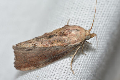 Researchers worked with the Greater Wax moth larvae to test the effectiveness of the metal complex, manganese carbonyl. Photo: Andy Reago & Chrissy McClarren