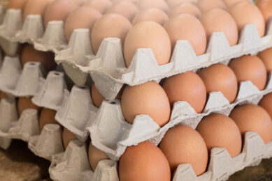 There is no other country in the European Union where so many egg products entered at dumping prices, according to Jānis Gaigals, chairman of the board of the Latvian Poultry Industry Association. Photo: Canva