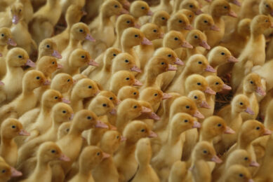 Vaccination against avian influenza will be compulsory for all commercial duck farms throughout mainland France. Photo: Hans Princes
