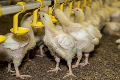 Good ventilation and providing cool, fresh water are essential to mitigate heat stress.