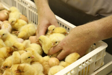 Under Canada’s supply management system, poultry farmers are not vertically integrated into the processing and further processing industries. Photo: Henk Riswick