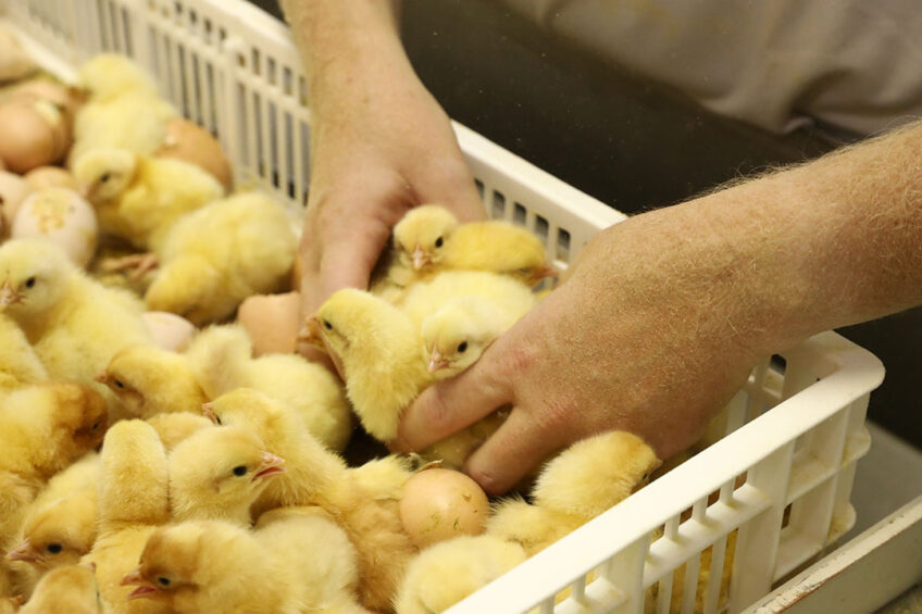 Under Canada’s supply management system, poultry farmers are not vertically integrated into the processing and further processing industries. Photo: Henk Riswick