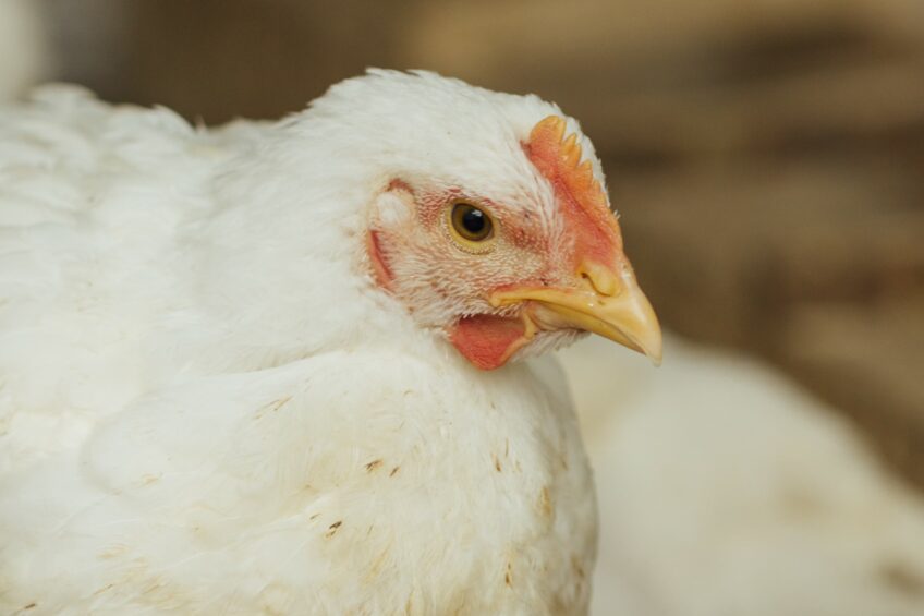 U-turn on proposed animal welfare labels