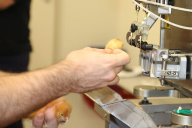 Day-old layer chicks are vaccinated against highly pathogenic avian influenza and thereafter placed on a commercial farm. Photos: Royal GD