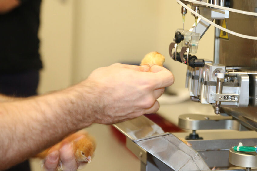 Day-old layer chicks are vaccinated against highly pathogenic avian influenza and thereafter placed on a commercial farm. Photos: Royal GD