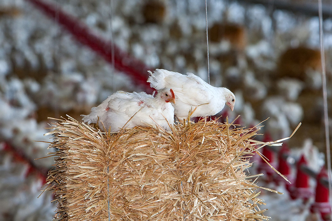 When an ECC broiler is compared with a conventional broiler total costs after slaughter increase on average by 28 cents per kg carcass weight. This is an increase of 18%, ranging from 25 cents (15%) in France to 32 cents (19%) in the Netherlands.