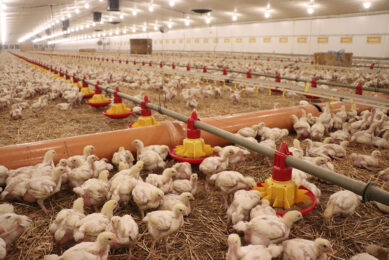 Family Lesniewski has light orange tubes in the houses to divide the barn into compartments, preventing drumming. Since son Bartosz took over the company from his father in 2013, management has become more focused on the technical results. In 2014 the FCR was still 1.80, in the meantime it has become 1.63. Photos: Dick van Doorn