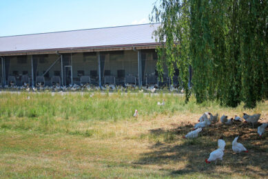 Half the hens are usually outside but only a few brave and curious hens go to the farthest point. They mostly stay in the shade of the willow trees.