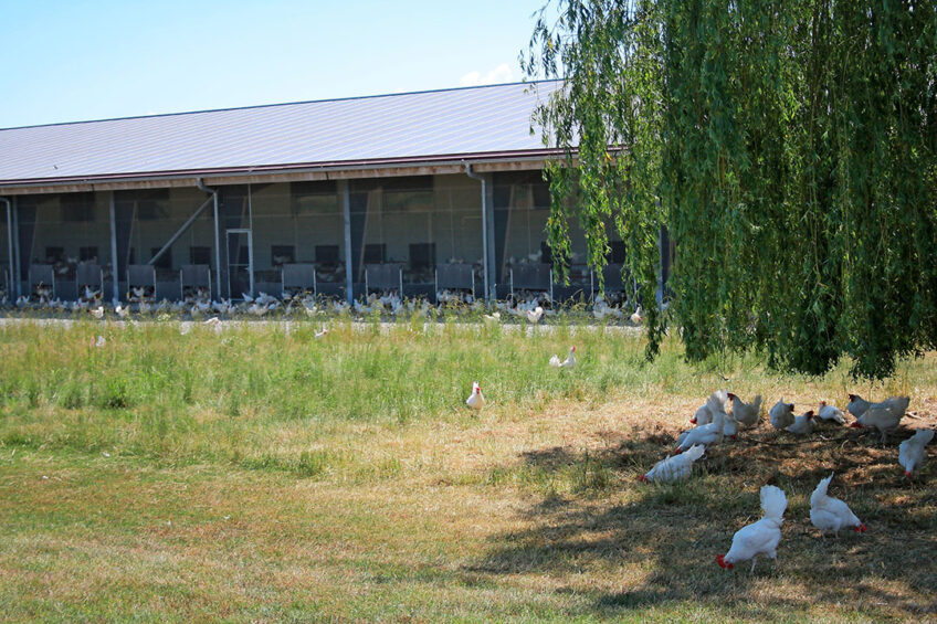 Half the hens are usually outside but only a few brave and curious hens go to the farthest point. They mostly stay in the shade of the willow trees.