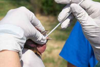 It is estimated that avian influenza has resulted in the loss of 40 million birds. Photo: Canva