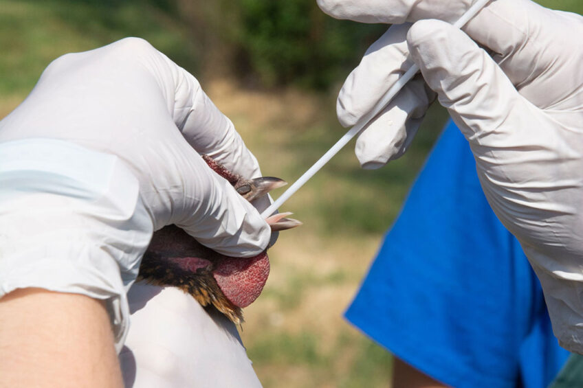 It is estimated that avian influenza has resulted in the loss of 40 million birds. Photo: Canva