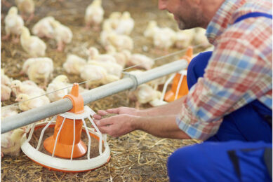 Many poultry farmers mix their chicken feed themselves, but it is important to achieve the correct balance of nutrients. Photo: Canva