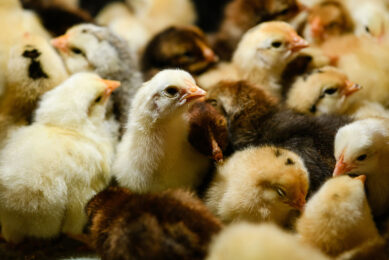 Photo: Trouw Nutrition