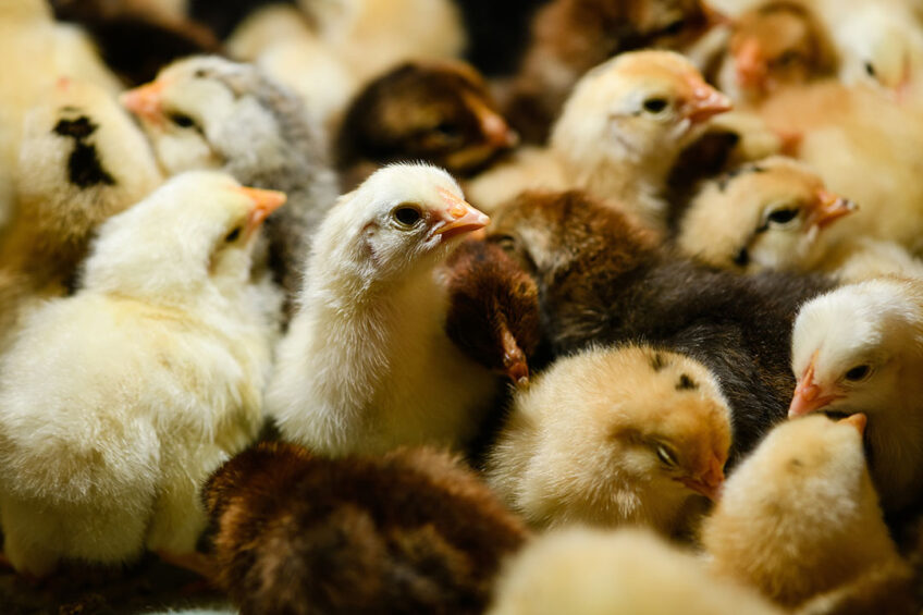 Photo: Trouw Nutrition