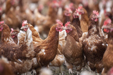 Professor Dunn: “For many decades, poultry breeders have chosen which birds to breed according to a mix of many factors, but it has not been possible to account for bone quality in live hens. Photo: Mark Pasveer