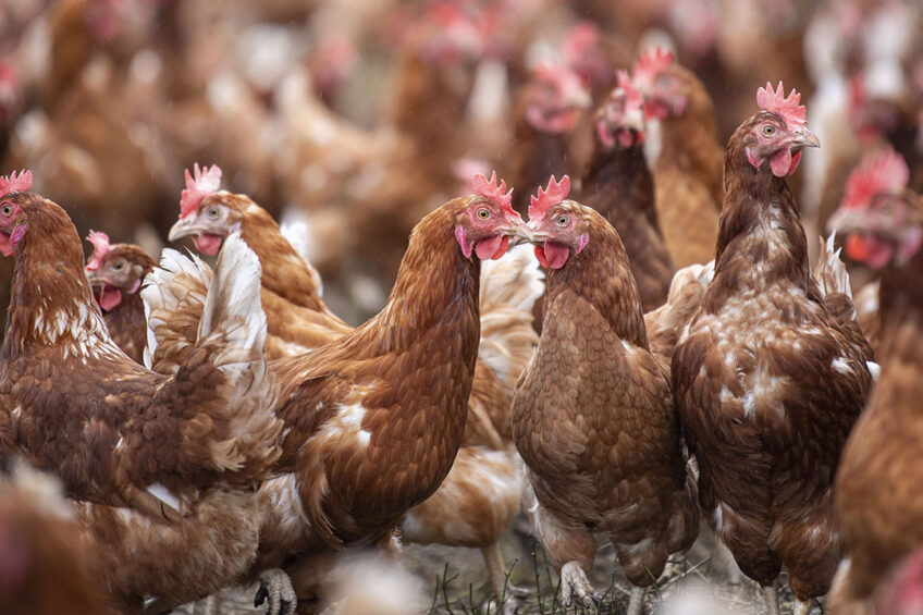 Professor Dunn: “For many decades, poultry breeders have chosen which birds to breed according to a mix of many factors, but it has not been possible to account for bone quality in live hens. Photo: Mark Pasveer