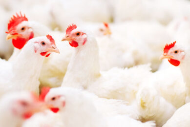 Some ingredients, including poor-quality trace minerals, can react with other components in the diet.