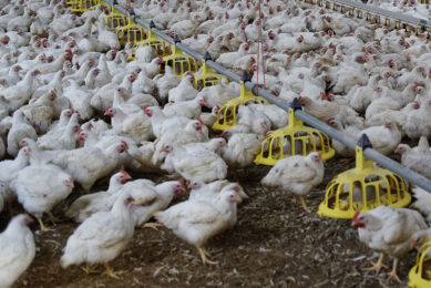 With many companies adopting a ‘no antibiotic ever’ strategy, identifying biological indicators, such as a specific class of volatile organic compounds (VOC) during Necrotic Enteritis development may help initiate prompt disease control measures. Photo: Lex Salverda
