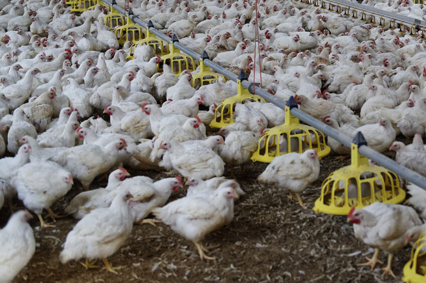 With many companies adopting a ‘no antibiotic ever’ strategy, identifying biological indicators, such as a specific class of volatile organic compounds (VOC) during Necrotic Enteritis development may help initiate prompt disease control measures. Photo: Lex Salverda