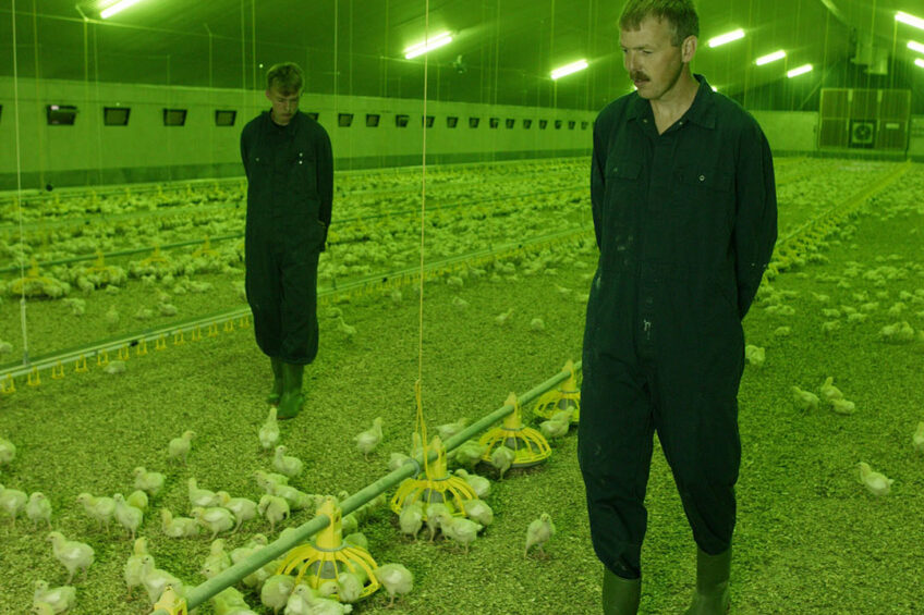 In some studies feed intake and growth performance improved under blue or green lights provided at high rather than low intensity. Photo: Jan Willem Schouten