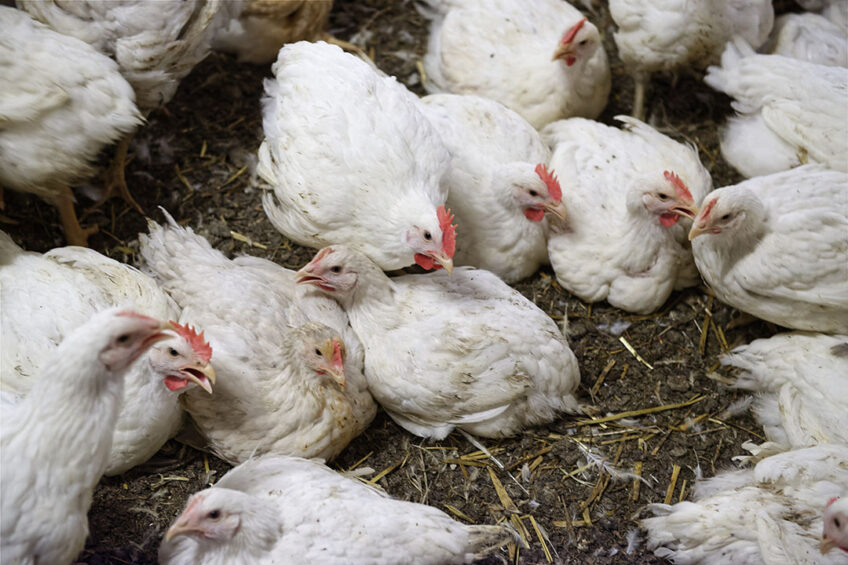Getting fast-growing broilers on their feet for some exercise could be beneficial for meat quality and a reduction in muscle myopathies.