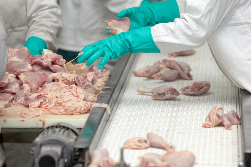 Between 1970 and 2020, global poultry meat production increased by around 800%. Photo: Canva