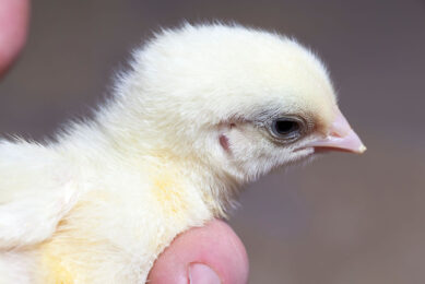 It is necessary to provide ourselves with our breeding products and establish a selection and breeding centre, says Belarusian President Alexander Lukashenko. Photo: Canva
