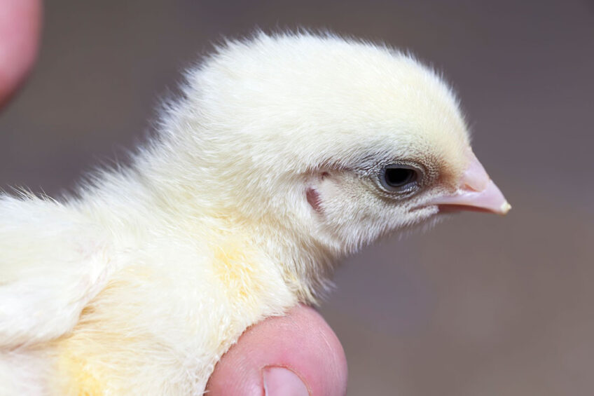 It is necessary to provide ourselves with our breeding products and establish a selection and breeding centre, says Belarusian President Alexander Lukashenko. Photo: Canva