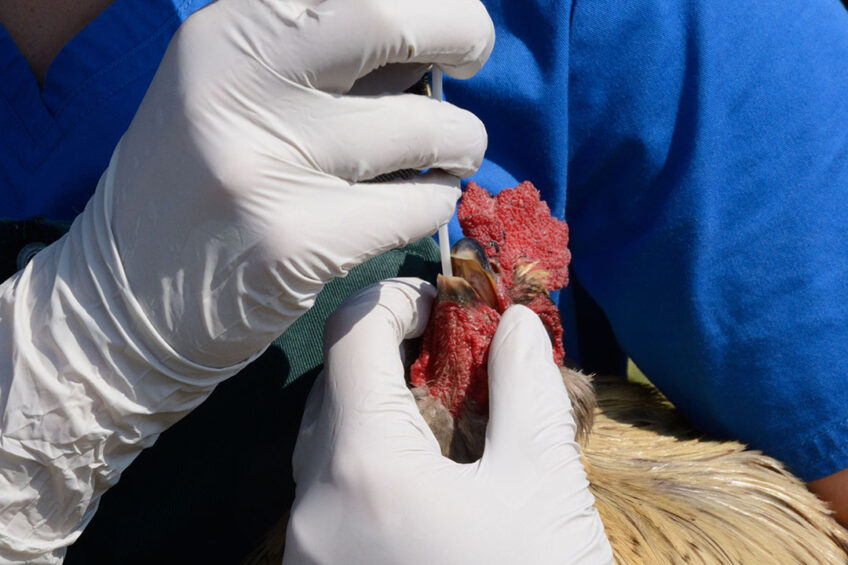 Despite maintaining strict biosecurity and operating an incredibly eco-friendly operation, he suspected one of his hen sheds may be affected. Photo: Canva