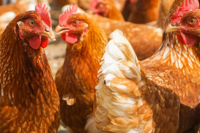Chris Harrison's family farm in North Yorkshire run 820 acres of arable land and 64,000 free-range layers. Photo: Canva