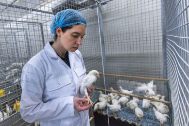 Layer and breeder pullets get active immunization from the Salmovac vaccine. Photo: Koos Groenewold