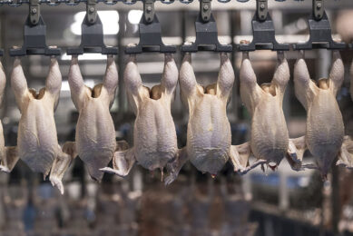 Halal meat is not a uniform market. There is no consensus on what poultry can be considered halal and what not. Photo: Koos Groenewold