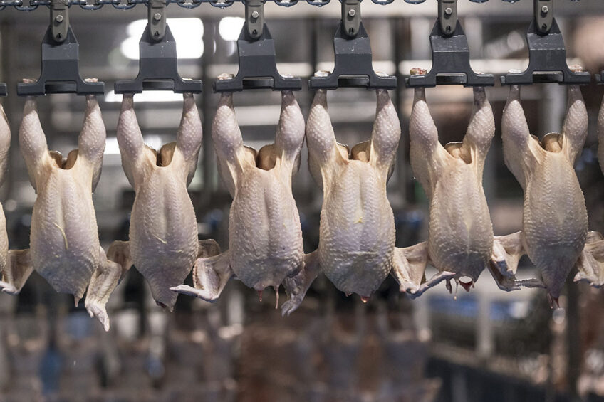 Halal meat is not a uniform market. There is no consensus on what poultry can be considered halal and what not. Photo: Koos Groenewold