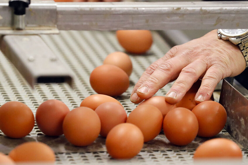 Vitamin D is key to maintaining calcium and phosphorus homeostasis in the laying hen and support eggshell quality. Photo: Bert Jansen
