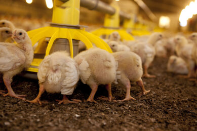 It has been suggested that the modern broiler chicken does not eat to its energy needs, rather its intake is a factor of gut capacity related to its voracious appetite. Photo: Mark Pasveer