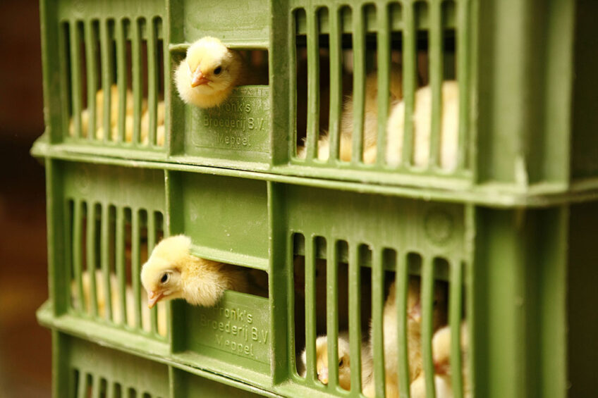 Studies show environmental factors such as suboptimal incubation temperature play an important role in embryonic chick growth and subsequent bird performance. Hans Prinsen