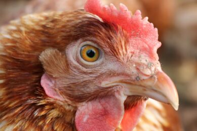 Natural variation in beak shape influences feather pecking