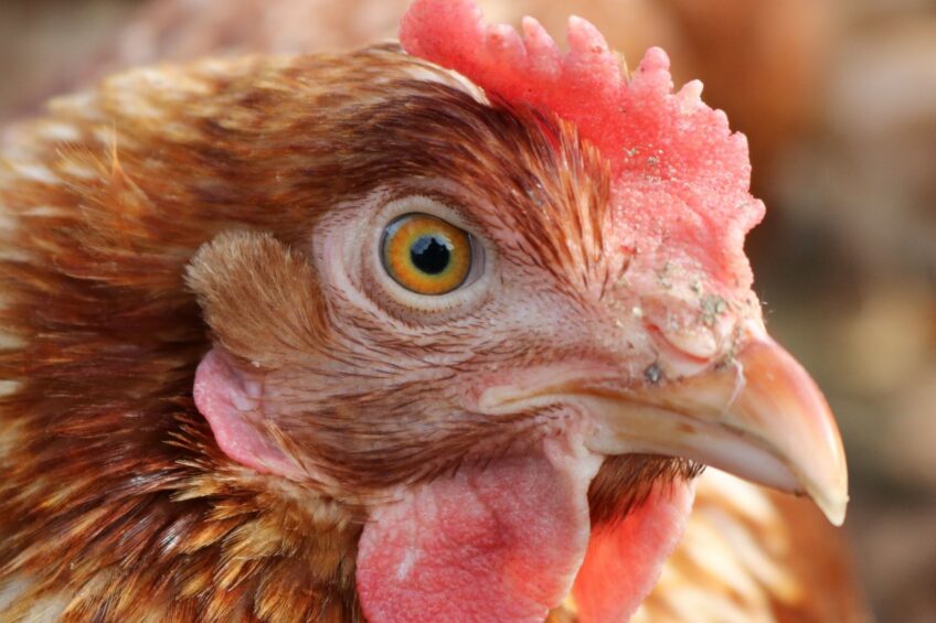 Natural variation in beak shape influences feather pecking