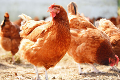The new natural daylight standard will require barn and free-range members to provide natural daylight in houses for all hens by the age of 21 weeks. Photo: Canva