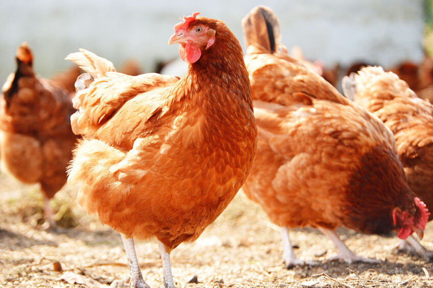 The new natural daylight standard will require barn and free-range members to provide natural daylight in houses for all hens by the age of 21 weeks. Photo: Canva