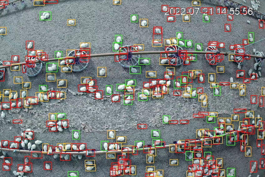 The Ethometer system captures images of individual chickens but does not follow them separately. The machine learning is based on large samples over time. Photo: Royal GD
