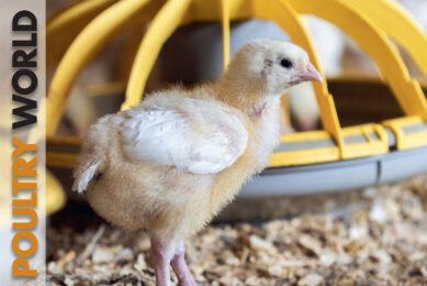 Welfare highlighted in the latest edition of Poultry World