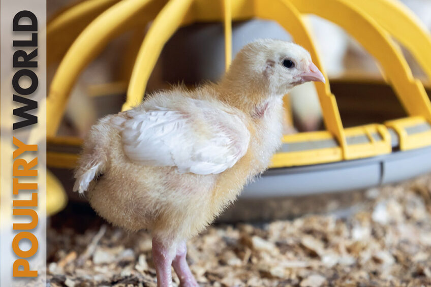 Welfare highlighted in the latest edition of Poultry World