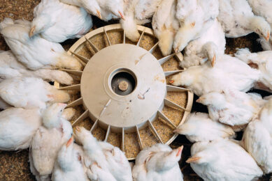 Understanding the matrix value of an ingredient in the feed formulation can unlock opportunities to avoid oversupplying expensive ingredients and meet an animal’s nutrient needs with less costly ingredients. Photo: Trouw Nutrition