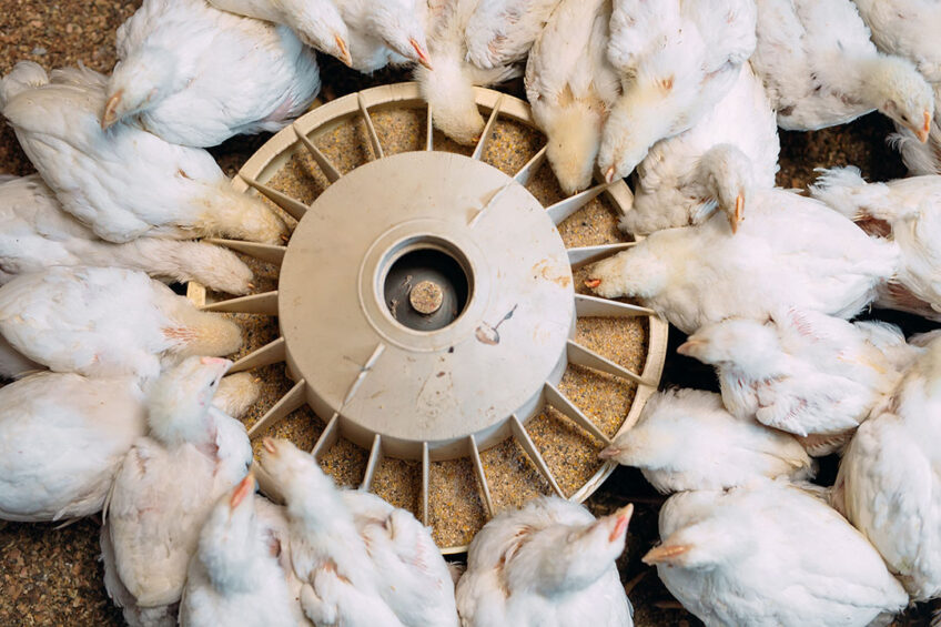Understanding the matrix value of an ingredient in the feed formulation can unlock opportunities to avoid oversupplying expensive ingredients and meet an animal’s nutrient needs with less costly ingredients. Photo: Trouw Nutrition